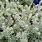 Westringia Fruticosa Smokey