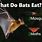 What Animals Eat Bats
