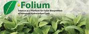 What Is a Folium