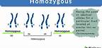 What Is a Homozygous