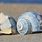 Whelk Sea Shells