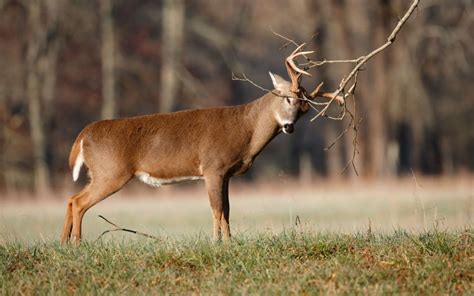 Where to Kill a Buck This Weekend: Target These Key Food Sources and Scrapes