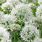 White Allium Flower Bouquet