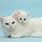 White Cats and Kittens