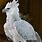 White Harpy