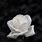 White Rose Wallpaper iPhone