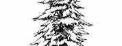 White Spruce Tree Drawing