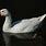 White Swan Goose