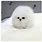 White Teacup Pomeranian Fluff Ball
