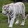 White Tiger Male