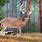 Whitetail Deer Buck Paintings