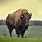 Wild American Bison