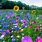 Wild Flowers HD iPhone Wallpaper