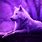 Wolf Background Pictures