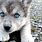 Wolf Husky Mix Pup