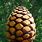 Wooden Pine Cone