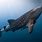 World's Biggest Whale Shark