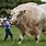 World Record Biggest Bull