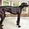 World Record Largest Dog