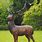Yard Deer Statues
