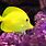 Yellow Aquarium Fish