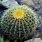 Yellow Barrel Cactus