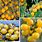 Yellow Cherry Tomato Varieties