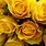 Yellow Rose Desktop Background