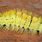 Yellow Stinging Caterpillars