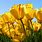 Yellow Tulips Flowers