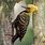 Yellow Woodpecker