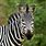 Zebra Photography