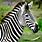 Zebra Photos Free