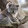 Zoo Animals Koala