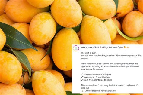 You can now rent a mango tree in India and get up to 90 kg of mangoes ...