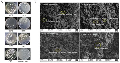 Taxonomic Identification and Antagonistic Mechanism of Streptomyces ...