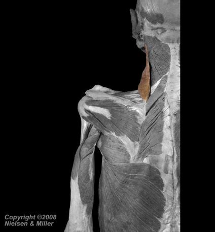 UE muscle pictures Flashcards | Quizlet