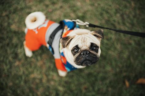 Dog Breeds That Are Hardest to Potty Train - Dallas Single (Mom) Parents