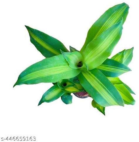 Cloud Farm Brazilian Wood Price in India - Buy Cloud Farm Brazilian ...