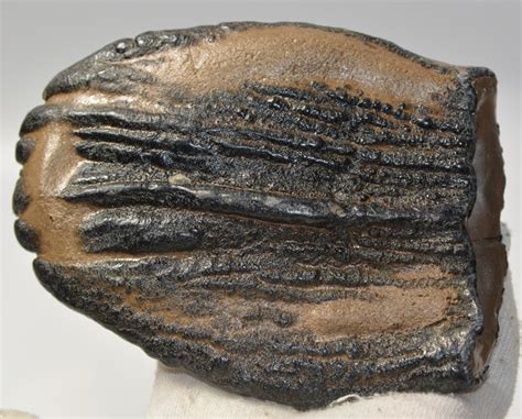 Mammuthus meridionalis partial tooth (346 grams) - Fossilweb