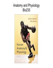 Granulocyte production 1 Myeloblasts arise from myeloid line stem cells ...