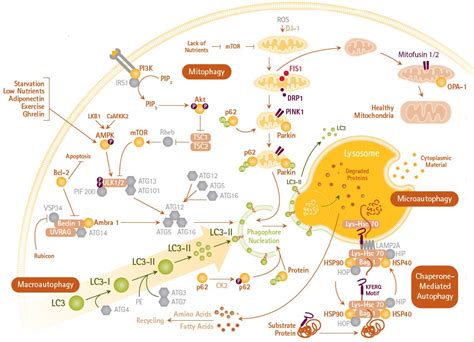 Autophagy Assays