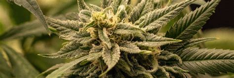 Jojo o maconheiro profissional 🥦🧑‍🔬 (@farmacanabico) / Posts / X