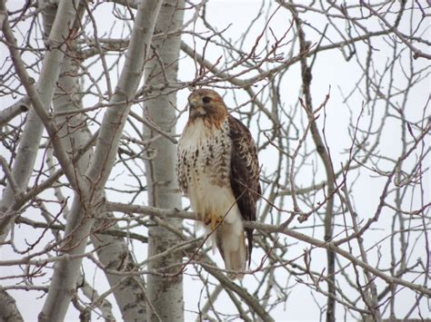 Get A Look At The Red-Tailed Hawk | News, Sports, Jobs - Observer Today
