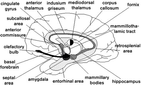 MITECS: Limbic System