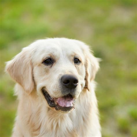 Cat Parents Love This Healthy, Money-Saving Wet Food Recipe - PawNation