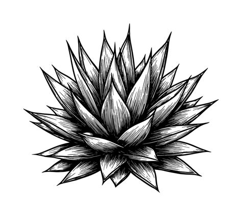 Detailed Agave Plant Succulent Vintage Engraving Style Black and White ...