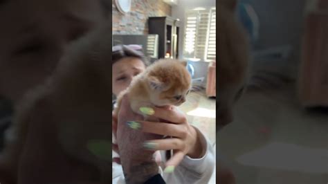Surprising my girlfriend with a tiny kitten