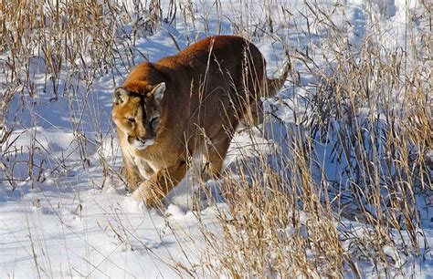 Two Colorado Parks and Wildlife commissioners resign - The Durango Herald