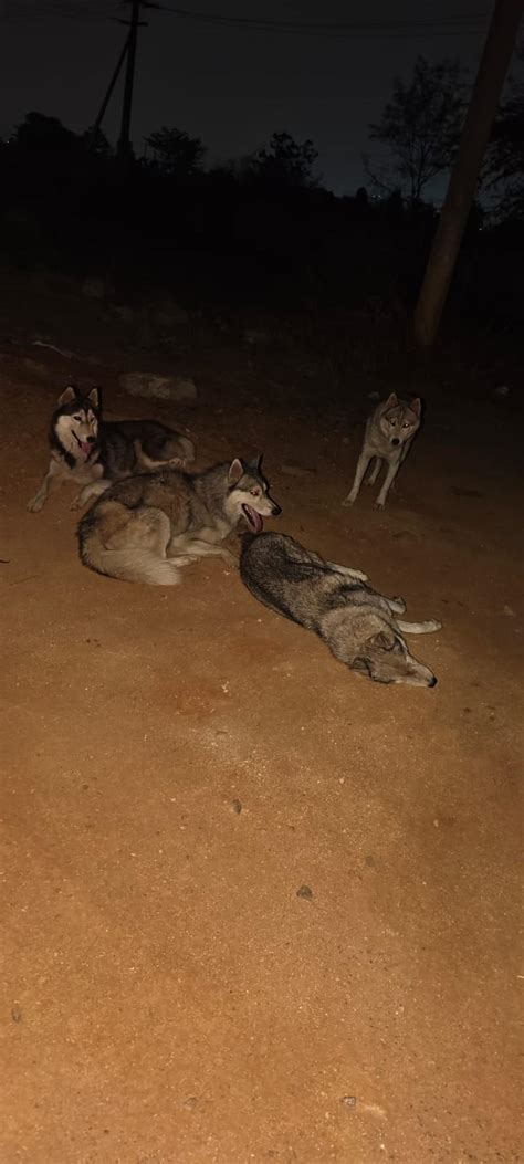 Siberian Huskies abandoned on Hyderabad outskirts, found severely dehydrated; one dead, eight ...